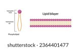 Lipid bilayer. Phospholipid Molecule Structure. Hydrophilic Head which is a polar head and Hydrophobic Tails which are hydrophobic fatty acid tails. Cell membrane component. Vector Illustration.