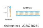 Lipid bilayer. Phospholipid Molecule Structure. Hydrophilic Head which is a polar head and Hydrophobic Tails which are hydrophobic fatty acid tails. Cell membrane component. Vector Illustration.
