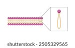 Lipid bilayer. Phospholipid Molecule Structure. Hydrophilic Head which is a polar head and Hydrophobic Tails which are hydrophobic fatty acid tails. Cell membrane component. Vector Illustration.