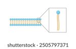 Lipid bilayer. Phospholipid Molecule Structure. Hydrophilic Head which is a polar head and Hydrophobic Tails which are hydrophobic fatty acid tails. Cell membrane component. Vector Illustration.