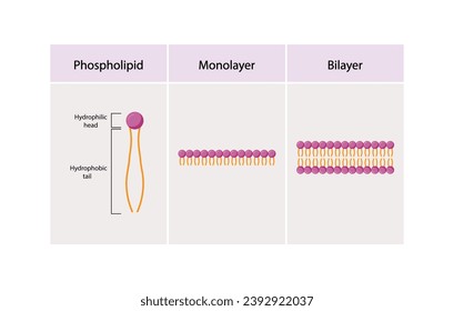 Lipid bilayer. Phospholipid Molecule Structure. Hydrophilic Head which is a polar head and Hydrophobic Tails which are hydrophobic fatty acid tails. Cell membrane component. Vector Illustration.