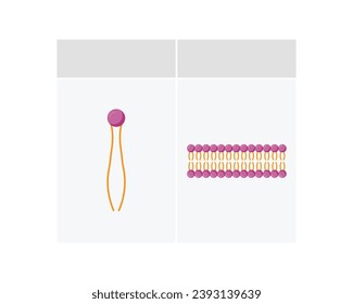 Lipid bilayer. Phospholipid Molecule Structure. Hydrophilic Head which is a polar head and Hydrophobic Tails which are hydrophobic fatty acid tails. Cell membrane component. Vector Illustration.