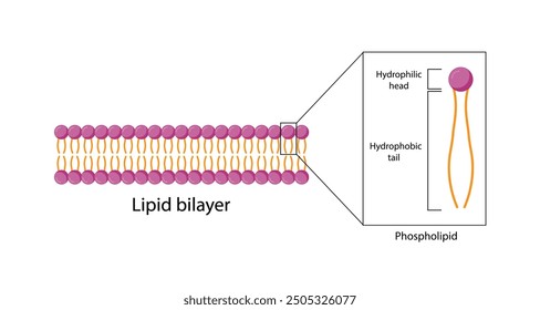 Lipid bilayer. Phospholipid Molecule Structure. Hydrophilic Head which is a polar head and Hydrophobic Tails which are hydrophobic fatty acid tails. Cell membrane component. Vector Illustration.