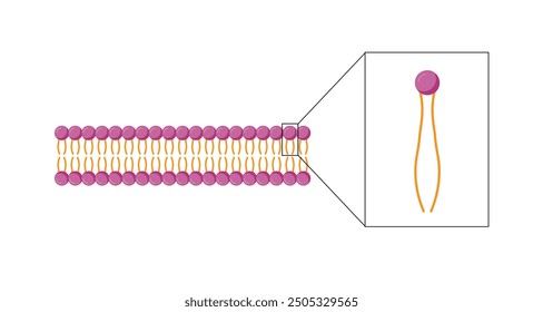 Lipid Bilayer. Phospholipid-Molekülstruktur. Hydrophiler Kopf, der ein polarer Kopf ist, und hydrophobe Schwänze, die hydrophobe Fettsäureschwänze sind. Zellmembrankomponente. Vektorgrafik.