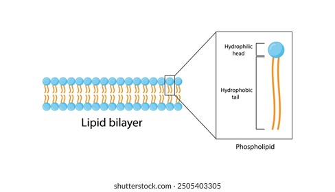 Lipid bilayer. Phospholipid Molecule Structure. Hydrophilic Head which is a polar head and Hydrophobic Tails which are hydrophobic fatty acid tails. Cell membrane component. Vector Illustration.