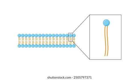 Lipid Bilayer. Phospholipid-Molekülstruktur. Hydrophiler Kopf, der ein polarer Kopf ist, und hydrophobe Schwänze, die hydrophobe Fettsäureschwänze sind. Zellmembrankomponente. Vektorgrafik.