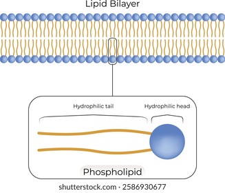 Lipid Bilayer Structure Design Vector Illustration