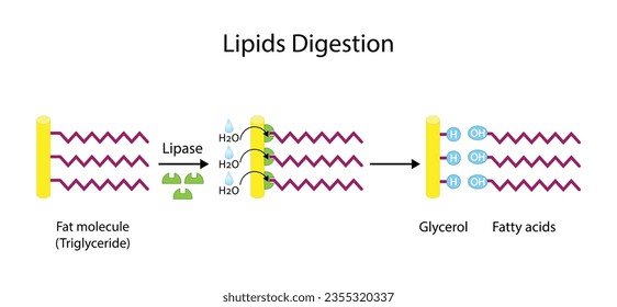 Lipid Digestion. Fat Molecule, triglyceride, Lipase enzyme catalyzes the hydrolysis of fats to Fatty Acids And Glycerol. Colorful scientific diagram. Vector Illustration.