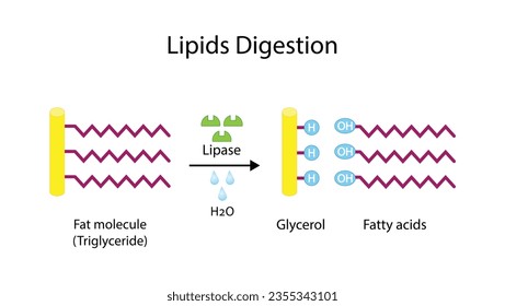 Digestión Lipídica. Grasa La molécula, el triglicérido, la enzima lipasa cataliza la hidrólisis de grasas en ácidos grasos y glicerol. Diagrama científico colorido. Ilustración vectorial.