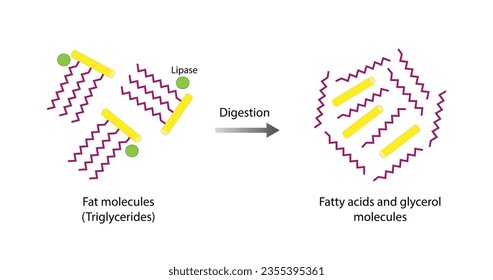 Lipid Digestion. Fat Molecule, triglyceride, Lipase enzyme catalyzes the hydrolysis of fats to Fatty Acids And Glycerol. Colorful scientific diagram. Vector Illustration.