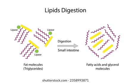 Lipid Digestion. Fat Molecule, triglyceride, Lipase enzyme catalyzes the hydrolysis of fats to Fatty Acids And Glycerol. Colorful scientific diagram. Vector Illustration.