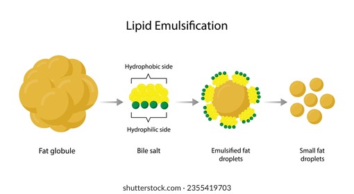 Lipid emulsification, Fat Molecule, Lipid droplets, Lipid Digestion. Large fat globules are emulsified into small fat droplets. Bile salt. Gallbladder. Micelle formation. Vector Illustration.