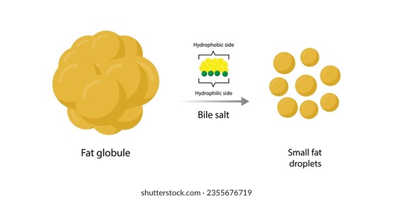 Lipid emulsification, Fat Molecule, Lipid droplets, Lipid Digestion. Large fat globules are emulsified into small fat droplets. Bile salt. Gallbladder. Micelle formation. Vector Illustration.