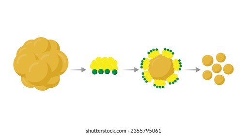 Emulsificación Lipídica, Molécula Grasa, Gotas Lipídicas, Digestión Lipídica. Los grandes globullos grasos se emulsionan en pequeñas gotas de grasa. Sal de bilis. Gallvejiga. Formación de Micelle. Ilustración vectorial.