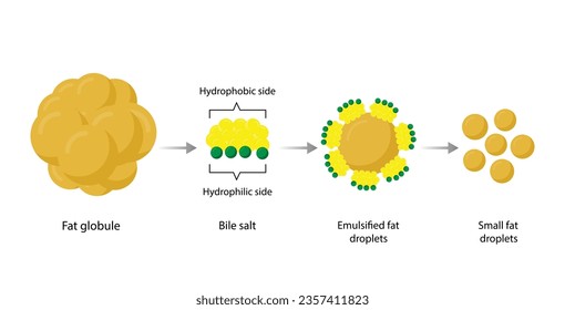 Lipid emulsification, Fat Molecule, Lipid droplets, Lipid Digestion. Large fat globules are emulsified into small fat droplets. Bile salt. Gallbladder. Micelle formation. Vector Illustration.