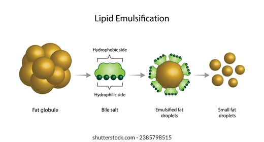 Lipid emulsification, Fat Molecule, Lipid droplets, Lipid Digestion. Large fat globules are emulsified into small fat droplets. Bile salt. Gallbladder. Micelle formation. Vector Illustration.