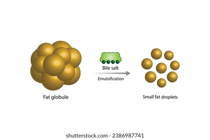Lipid emulsification, Fat Molecule, Lipid droplets, Lipid Digestion. Large fat globules are emulsified into small fat droplets. Bile salt. Gallbladder. Micelle formation. Vector Illustration.