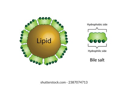 Lipid emulsification, Fat Molecule, Lipid droplets, Lipid Digestion. Large fat globules are emulsified into small fat droplets. Bile salt. Gallbladder. Micelle formation. Vector Illustration.