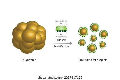 Lipid emulsification, Fat Molecule, Lipid droplets, Lipid Digestion. Large fat globules are emulsified into small fat droplets. Bile salt. Gallbladder. Micelle formation. Vector Illustration.