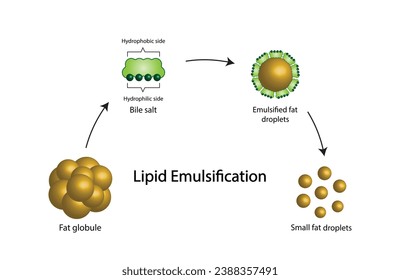 Lipid emulsification, Fat Molecule, Lipid droplets, Lipid Digestion. Large fat globules are emulsified into small fat droplets. Bile salt. Gallbladder. Micelle formation. Vector Illustration.