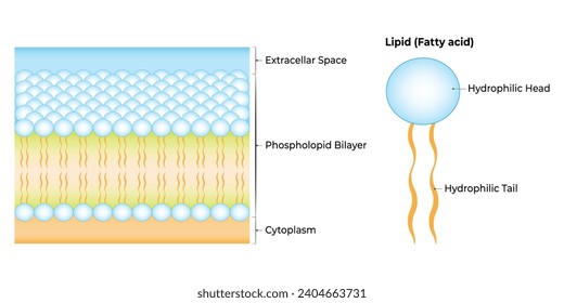 Lipid Fatty Acid Science Design Vector Illustration