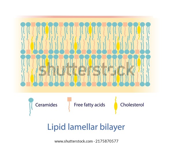 Lipid lamellar bilayer diagram vector on white
background. The lipid components consist of ceramides, free fatty
acids, and cholesterol, which arranged into lipid lamellar
bilayers. Skin care
concept.