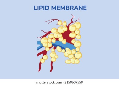 Lipid Membrane Science Vector Illustration