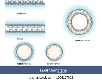 lipid membrane types bilayer micelle inside out micelle monolayer Unilamellar liposome structure vector illustration eps