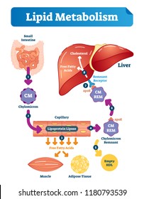 Lipid metabolism vector illustration infographic. Labeled medical cycle scheme with small intestine, chylomicron, capillary, free fatty acids, cholesterol and liver.