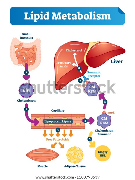 脂質代謝のベクターイラストインフォグラフィック 小腸 カイロミクロン 毛細血管 遊離脂肪酸 コレステロール 肝臓を持つ標識医療循環法 のベクター画像素材 ロイヤリティフリー