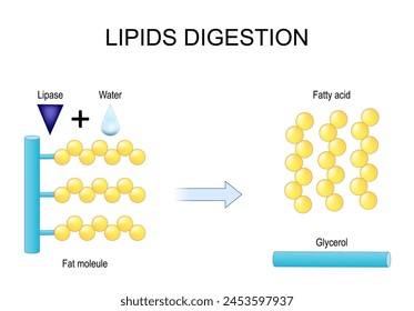 Digestión de lípidos. Lipólisis. Enzimas lipasa que cataliza la hidrólisis de las grasas. Vector ilustración plana