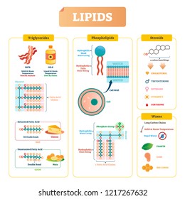 Lipids vector illustration infographic. Triglycerides, waxes, phospholipids, and steroids diagram. Labeled structure with fatty chains, saturated bad acid example with cheese and unsaturated with nuts