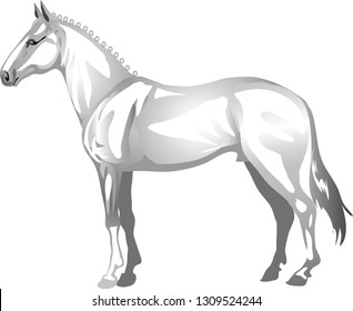 Lipizzaner Horse, Stallion Galop , Animal - Vector Illustration