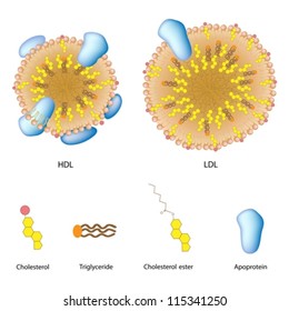 Lipoproteins Of The Blood, LDL And HDL