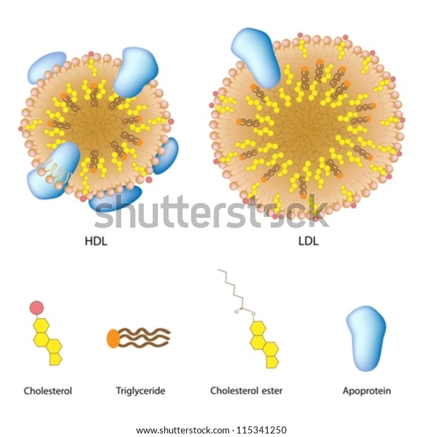 What Are Ldl And Hdl By Vanessa Wingate By Vanessa Wingate Infographic