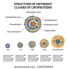 Clases de colesterol de lipoproteínas ajustadas de forma realista con símbolos de cáscara y hdl ilustraciones vectoriales aisladas