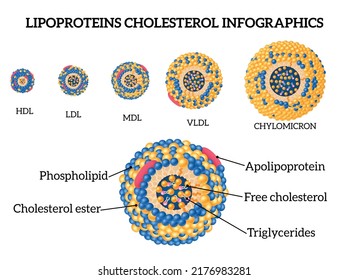 Lipoproteine Cholesterin-realistisches Infografik-Set mit MDF- und Hdl-Symbolen einzeln auf Vektorgrafik