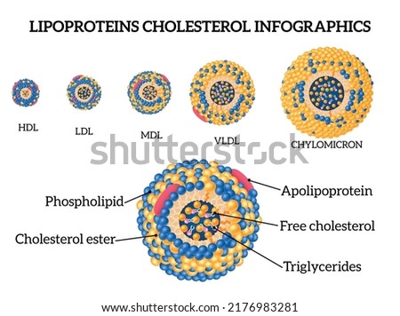 Lipoproteins cholesterol realistic infographic set with mdl and hdl symbols isolated vector illustration