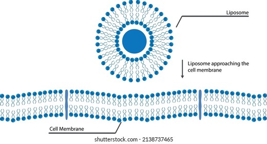 Liposomal delivers nutrients to cells
