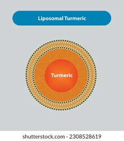 Liposomaler, turmerischer Vektorgrafik und Illustration