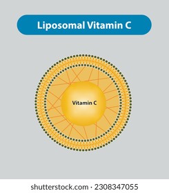 
Liposomal Vitamin C Vector and Illustration