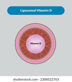 Liposomal Vitamin D Vector and Illustration