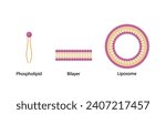 Liposome and bilayer structure. Phospholipid with hydrophilic head and hydrophobic tails. Drug encapsulation. Vector illustration.