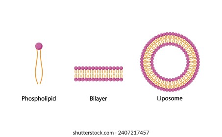 Liposome and bilayer structure. Phospholipid with hydrophilic head and hydrophobic tails. Drug encapsulation. Vector illustration.