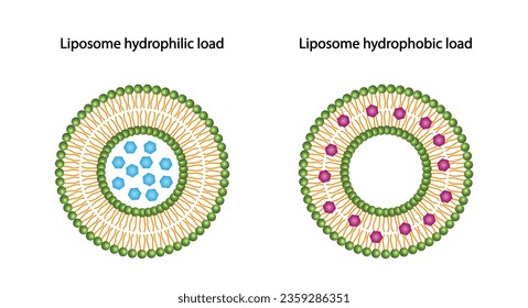 Liposome, with hydrophilic and hydrophobic loads. Phospholipids, Drug encapsulation. Vector illustration.