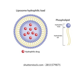 Liposome, with hydrophilic loads. Phospholipid, bilayer with hydrophilic head and hydrophobic tails. Drug delivery. Drug encapsulation. Vector illustration.