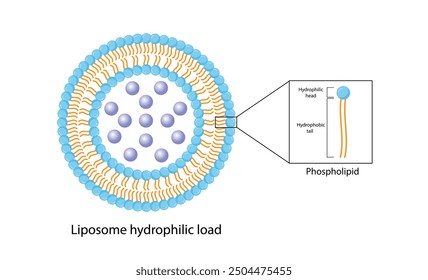 Liposoma, con cargas hidrófilas. Fosfolípidos, encapsulación de fármacos. Ilustración vectorial.