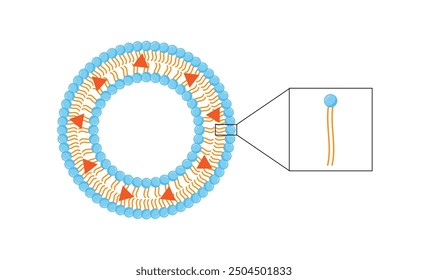 Liposome, with hydrophobic loads. Phospholipids, Drug encapsulation. Vector illustration.