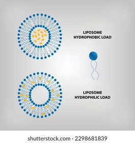 LIPOSOME HYDROPHOBIC VS HYDROPHILIC LOAD