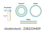 Liposome, Micelle and Bilayer structure. Phospholipid with hydrophilic head and hydrophobic tails. Drug encapsulation. Vector illustration.
